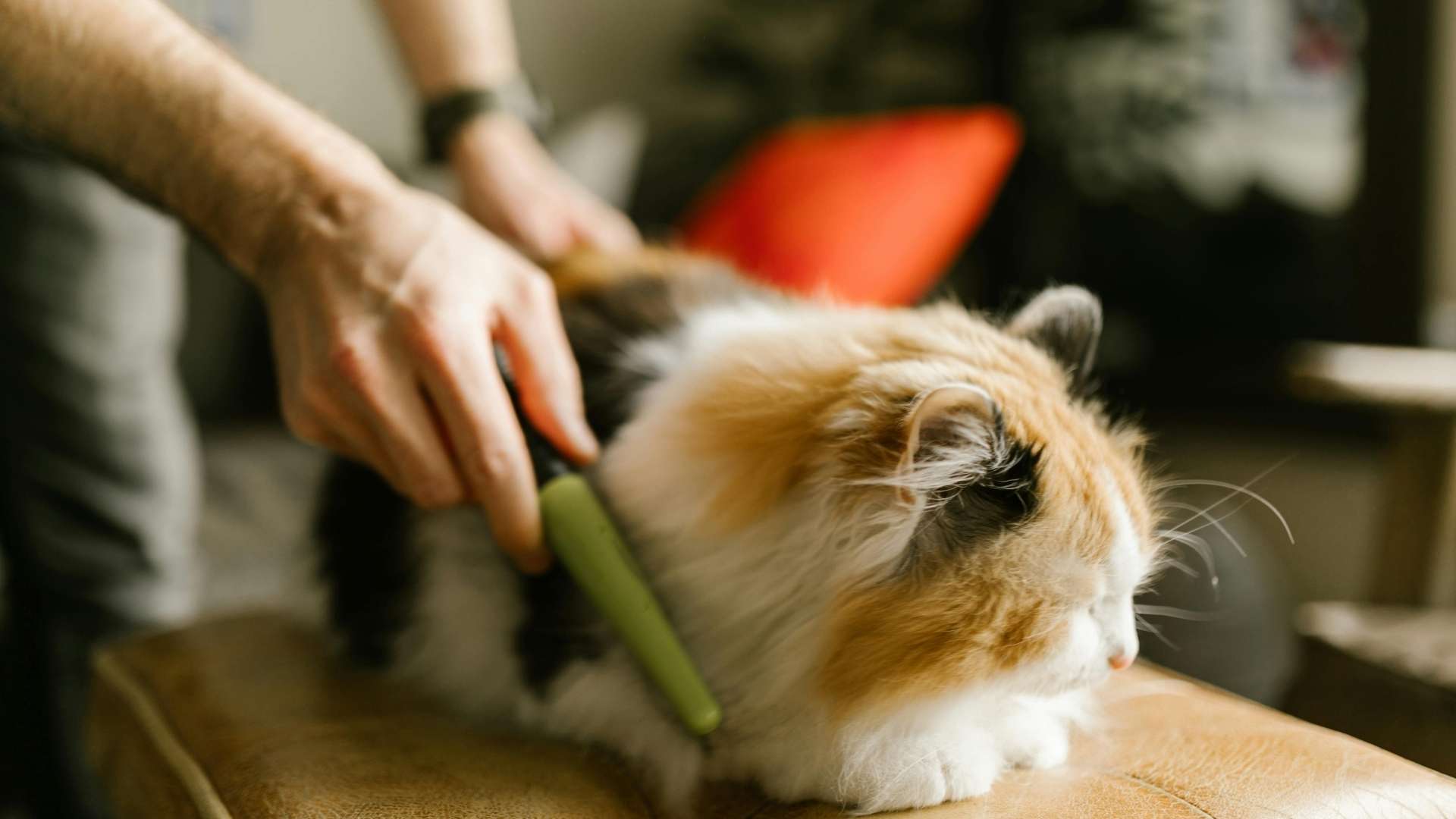 gatito de pelo largo siendo peinado